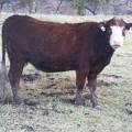 2016 Two year Old Cow 441