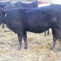 2016 Two year Old Cow 465