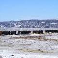 Scenic wintertime cows