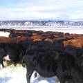 Cow chow line