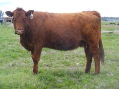 2017 Fourteen Year Old Cow 389