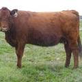 2017 Fourteen Year Old Cow 389
