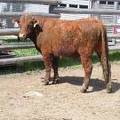 505 Two Year Old Bull for Sale 2017