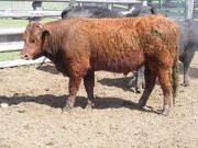 505 Two Year Old Bull for Sale 2017