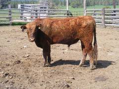 SOLD 2017 Two year old bull 509 
