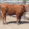SOLD 2017 Two year old bull 509 