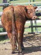 SOLD 2017 Two year old bull 509