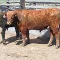 SOLD 2017 Two year old bull 509