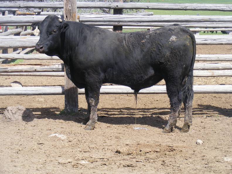 SOLD 514 Two Year Old Bull 2016