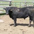 SOLD 2017 Two Year Old Bull522