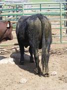SOLD 2017 Two Year Old Bull522