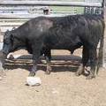 SOLD 2017 Two Year Old Bull522 