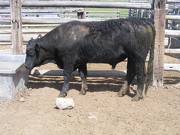 SOLD 2017 Two Year Old Bull522 