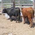 SOLD 2017 Two year old bulls 522 left 509 right