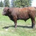507 Two Year Old bull for sale 2017