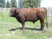 507 Two Year Old bull for sale 2017