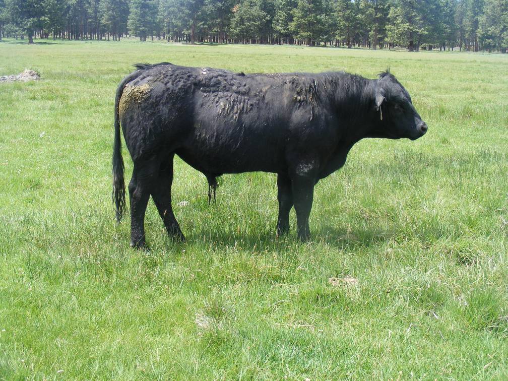 518 Two Year Old bull for sale 2017