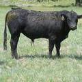 518 Two Year Old bull for sale 2017