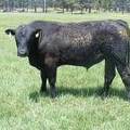 532 Two Year Old bull for sale 2017