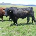 537 Two Year Old bull for sale 2017