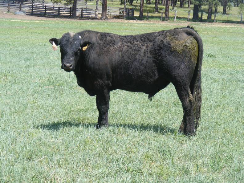 543 Two Year Old bull for sale 2017