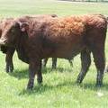613 Yearling Bull for sale June 2017