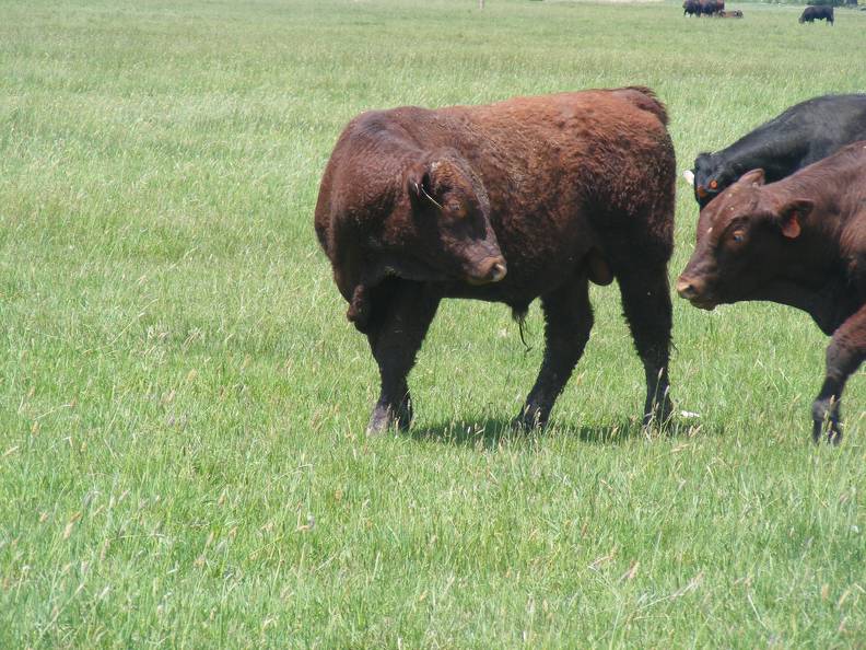 613 Yearling Bull for sale June 2017