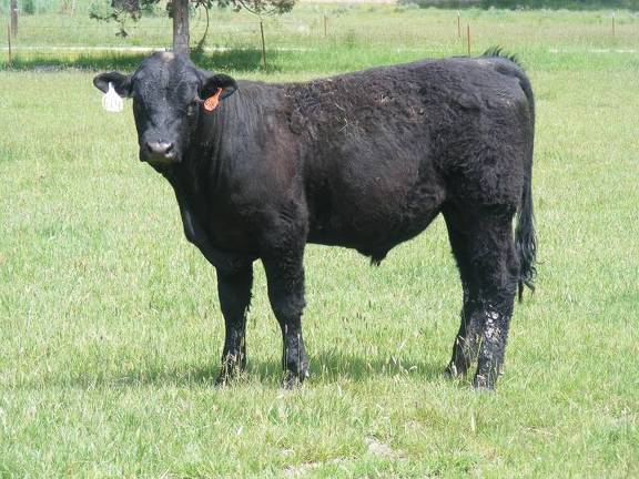 614 Yearling Bull for sale June 2017