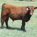 616 Yearling Bull for sale June 2017