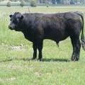 617 Yearling Bull for sale June 2017