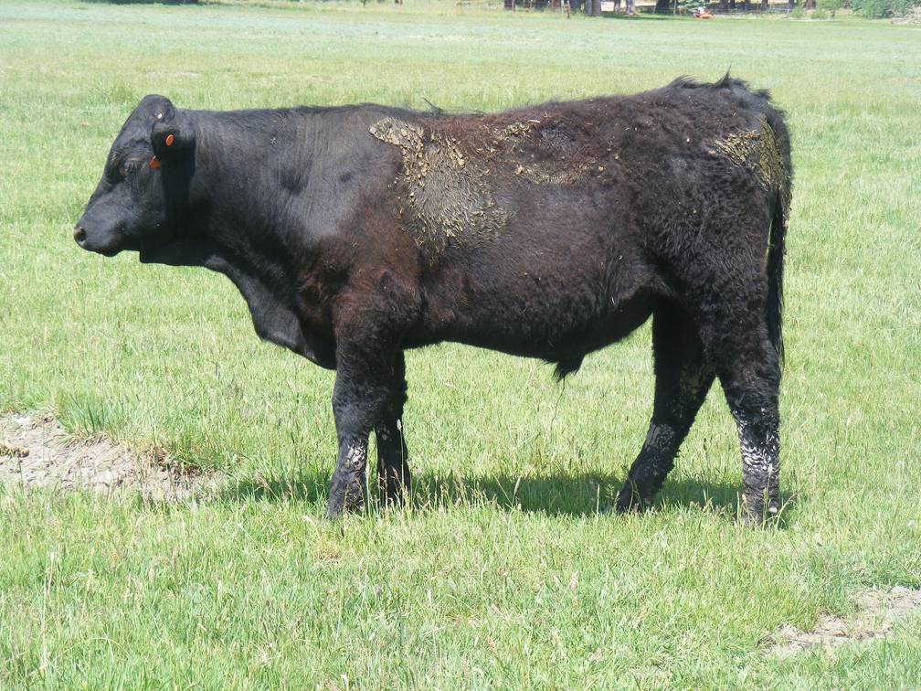 618 Yearling Bull for sale June 2017