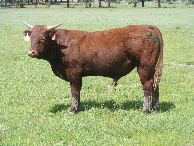 619 Yearling Bull for sale June 2017