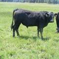 620 Yearling Bull for sale June 2017