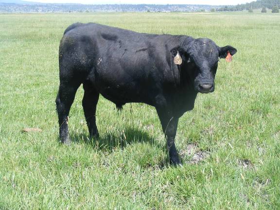 SOLD 623 Yearling Bull for sale June 2017