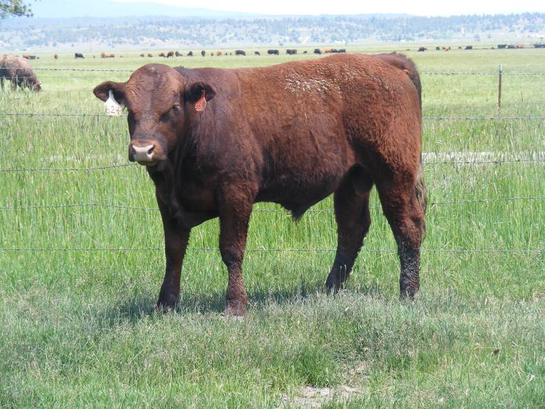624 Yearling Bull for sale June 2017