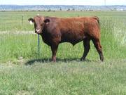 624  Yearling Bull for sale June 2017