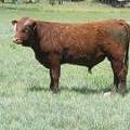 626 Yearling Bull for sale June 2017