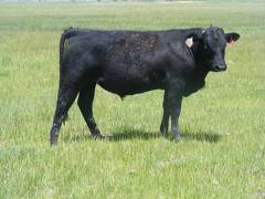 627 Yearling Bull for sale June 2017