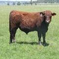 628 Yearling Bull for sale June 2017