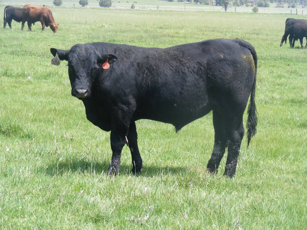 631 Yearling Bull for sale June 2017