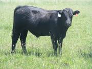 632  Yearling Bull for sale June 2017
