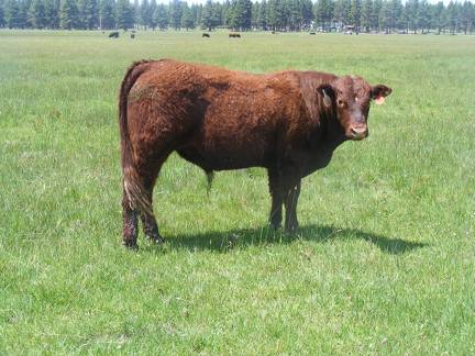 606 Yearling Bull for sale June 2017
