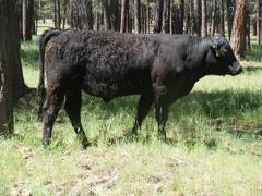 546 Two year Old Bull for Sale 2017
