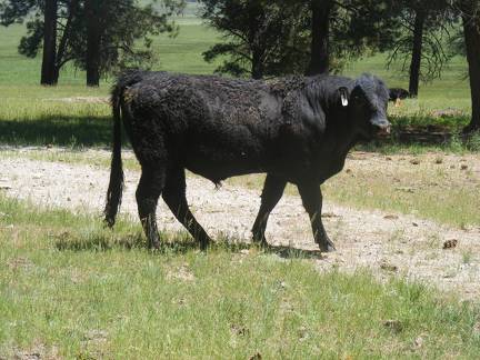 541 Two year Old Bull for Sale 2017
