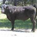 541 Two year Old Bull for Sale 2017