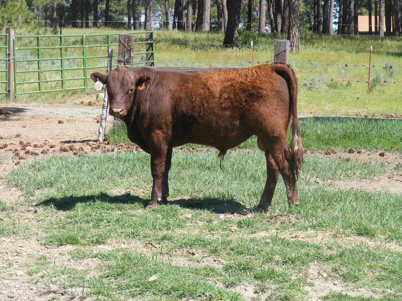 603 Yearling Bull for sale June 2017