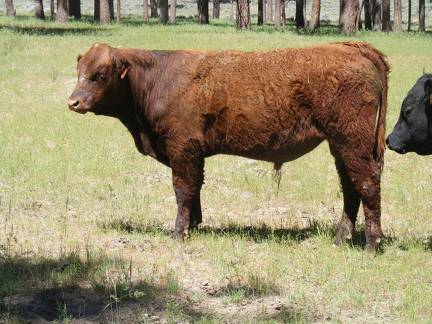 604 Yearling Bull for sale June 2017