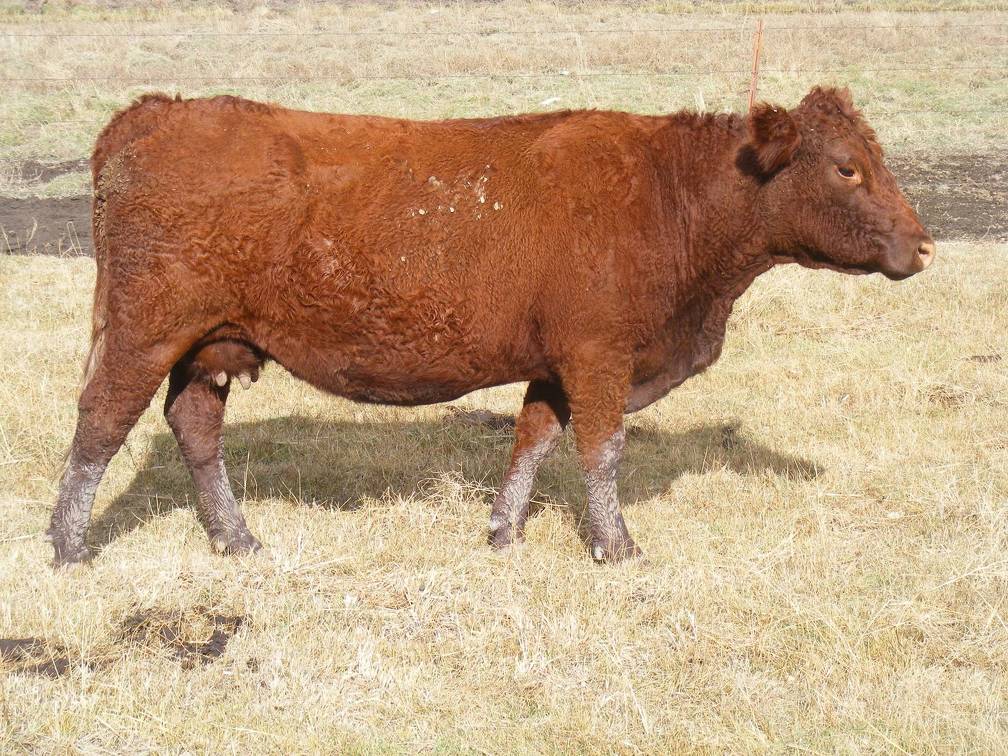 2017 Fifteen Year Old Cow 301r