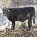 042 800 lbs. Black Steer (7).JPG