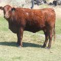 Two Year Old Cow 642